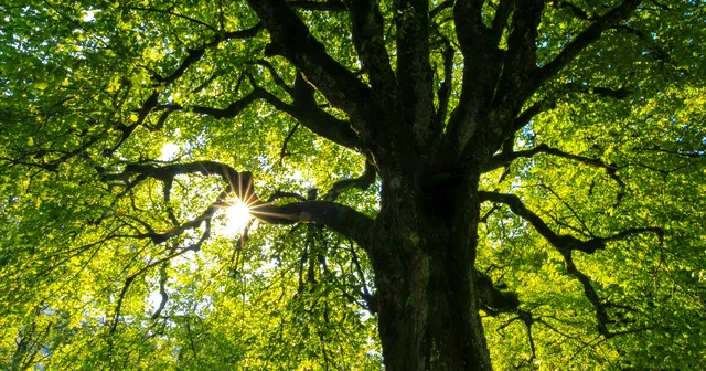 Large tree under the sunlight
