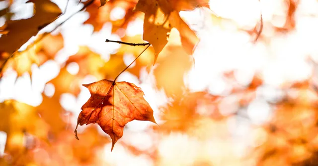 Fall leaf hanging on a tree branch