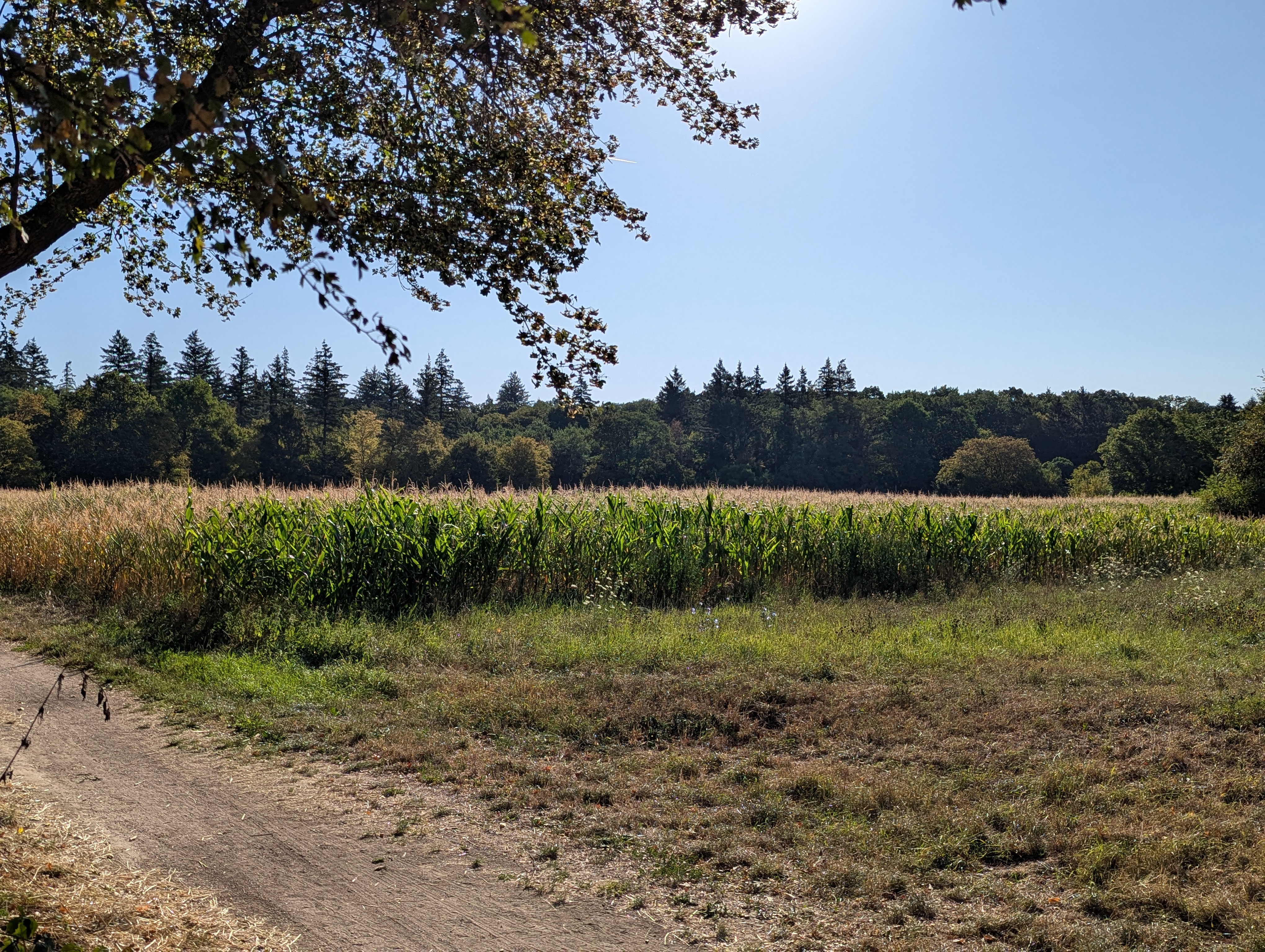 A dirt path runs alongside a cornfield, with trees in the background under a clear blue sky, and branches overhanging in the foreground.