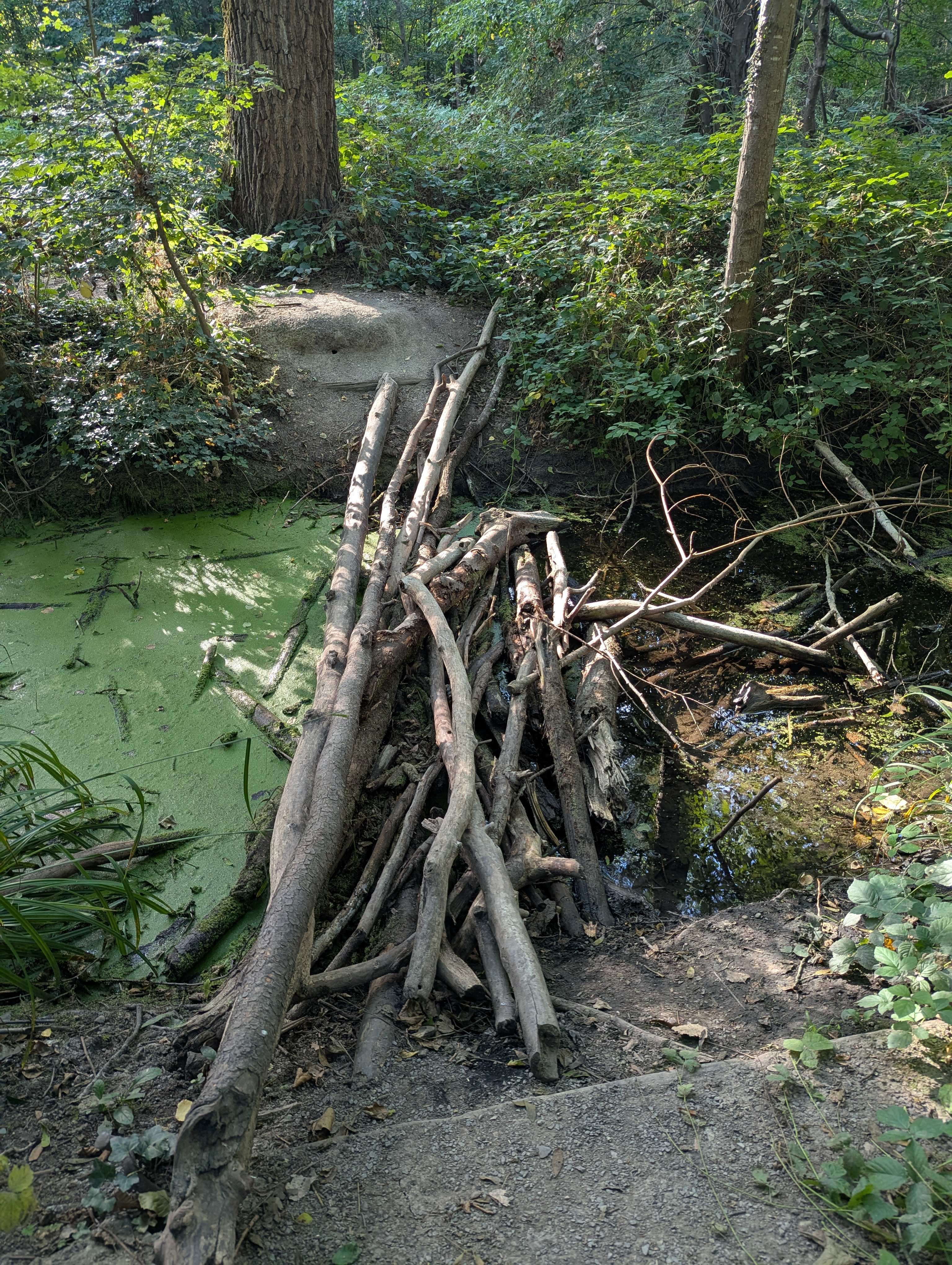 Makeshift bridge made with skinny logs