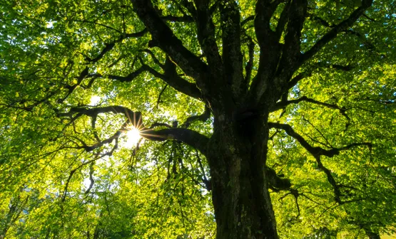 Large tree under the sunlight