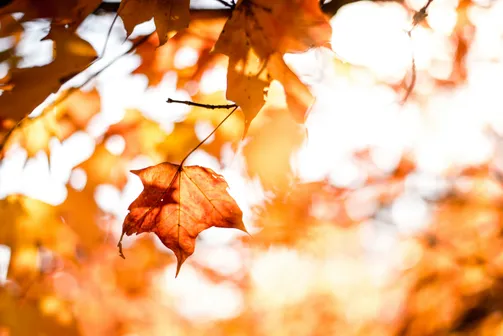 Fall leaf hanging on a tree branch
